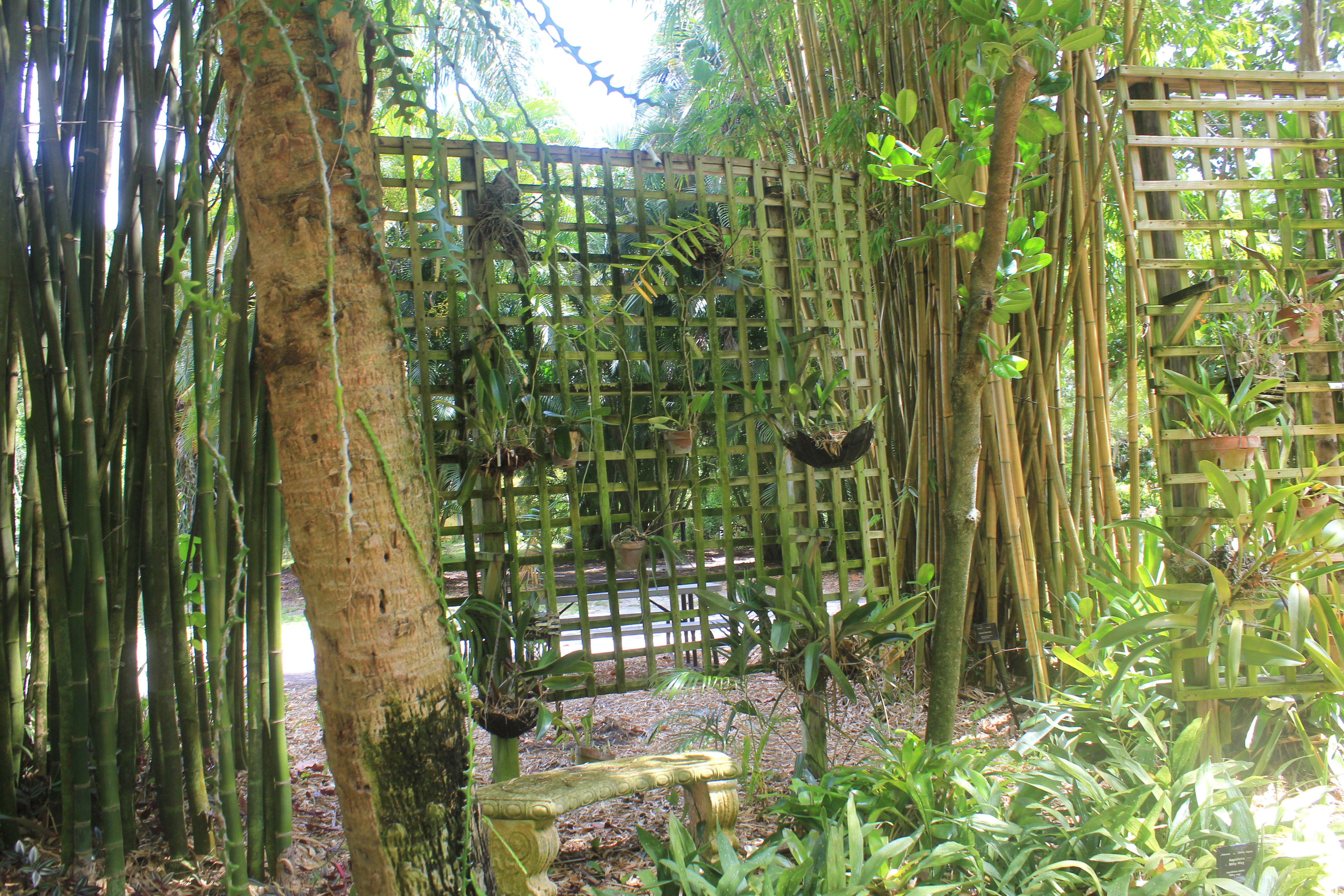 Hanging plants in the rainforest garden.