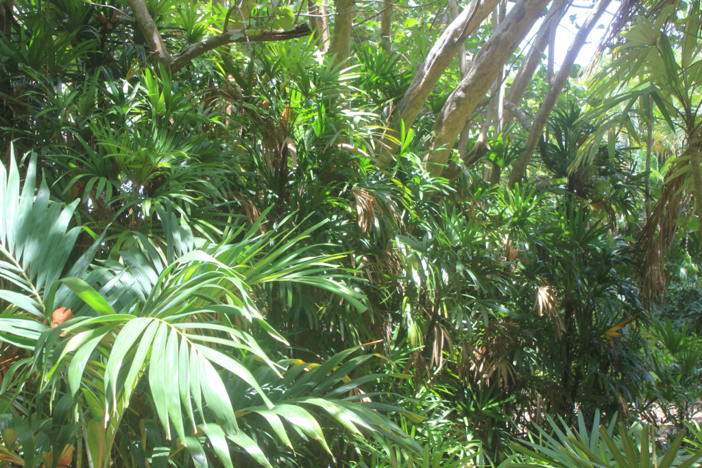 Beautiful palm leaves in Heathcote palm and cycad walk