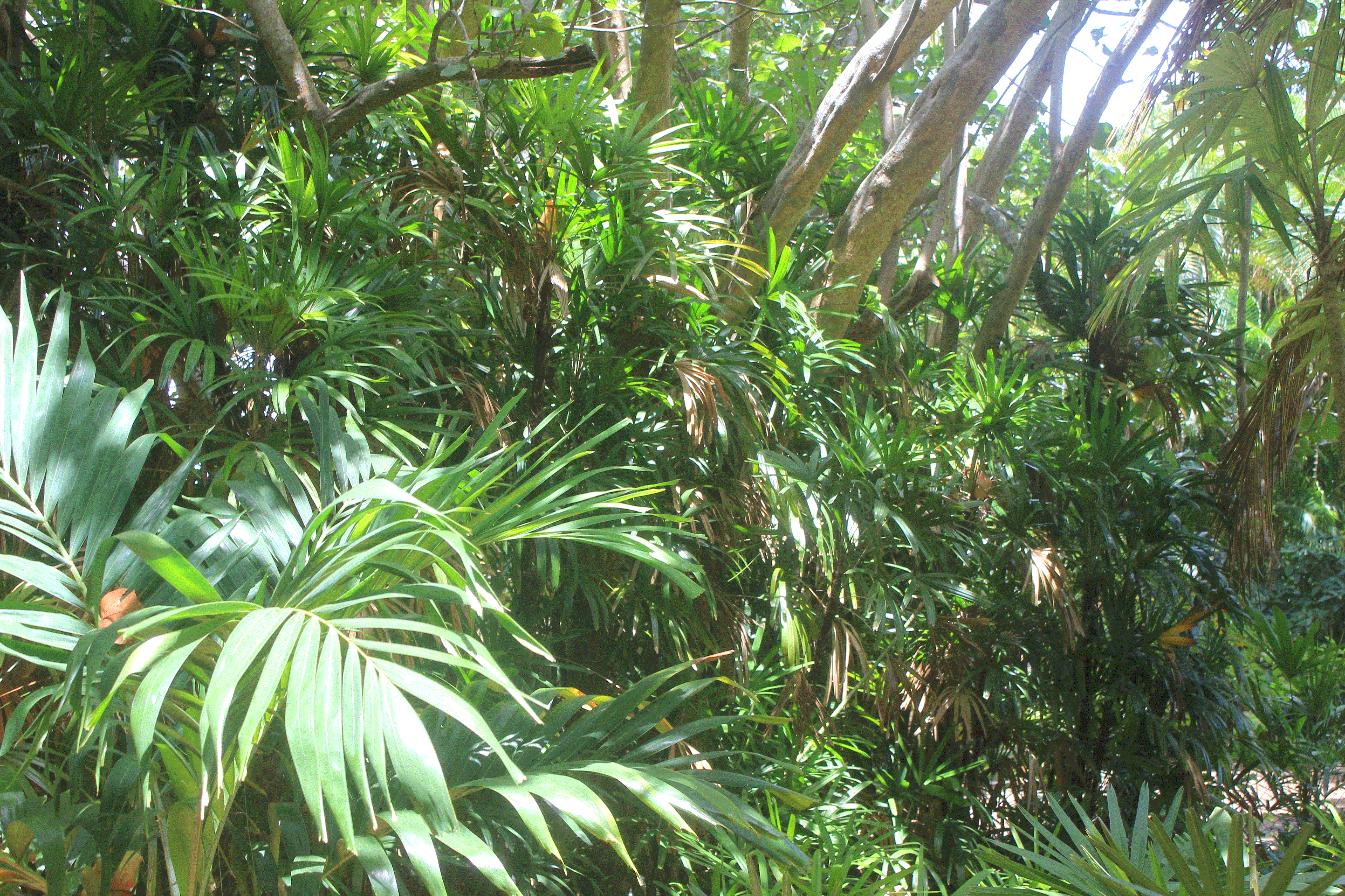 Beautiful palm leaves in Heathcote palm and cycad walk