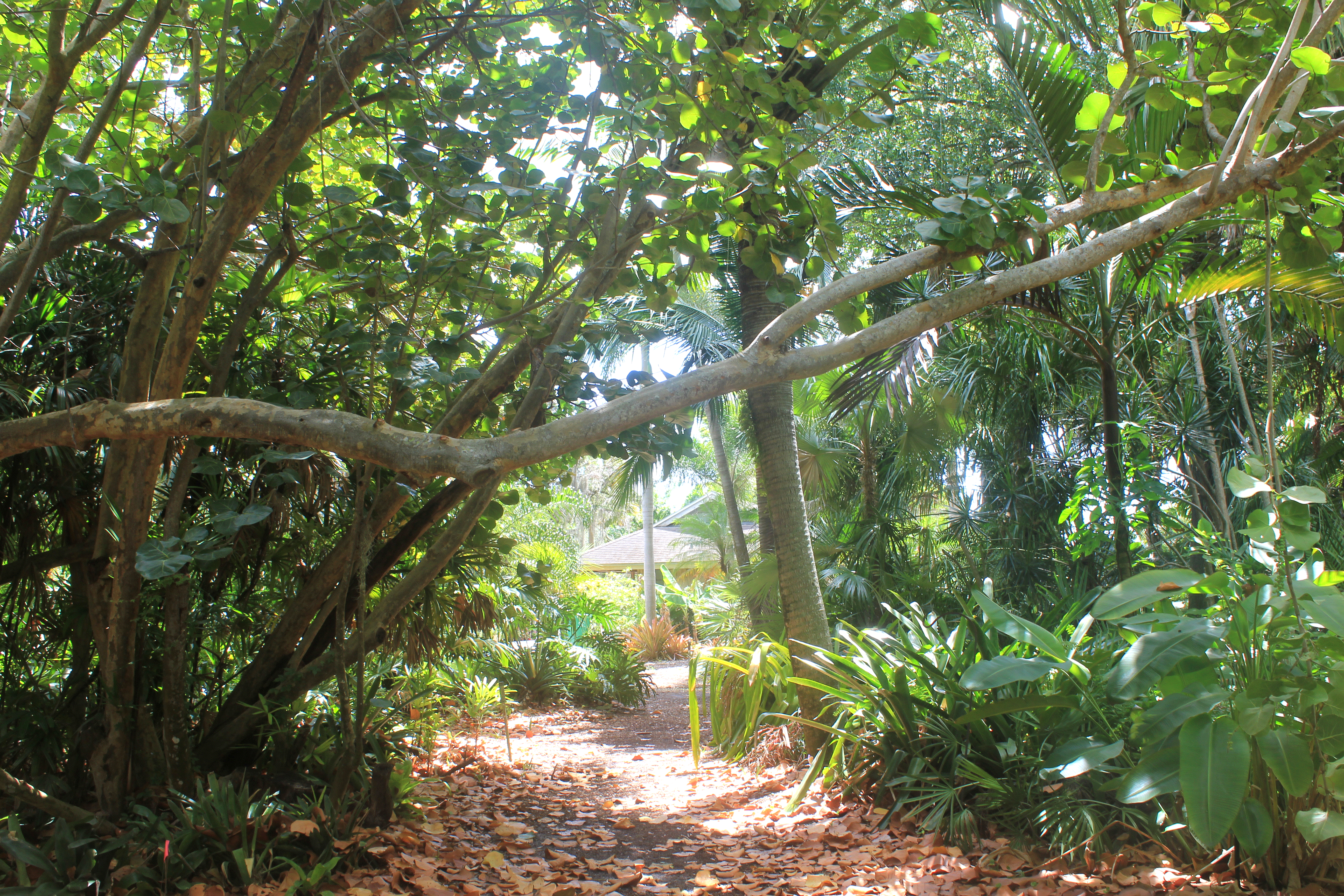 Rainforest Garden trail surrounded by tropical plants