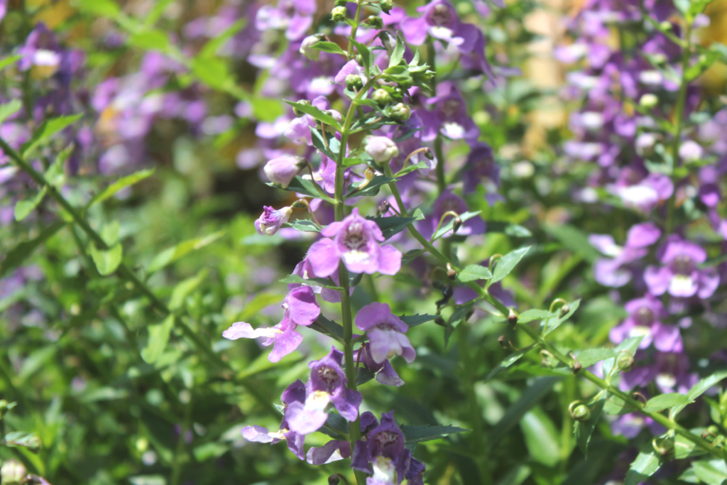 Purple Angelonia flowers in the garden.