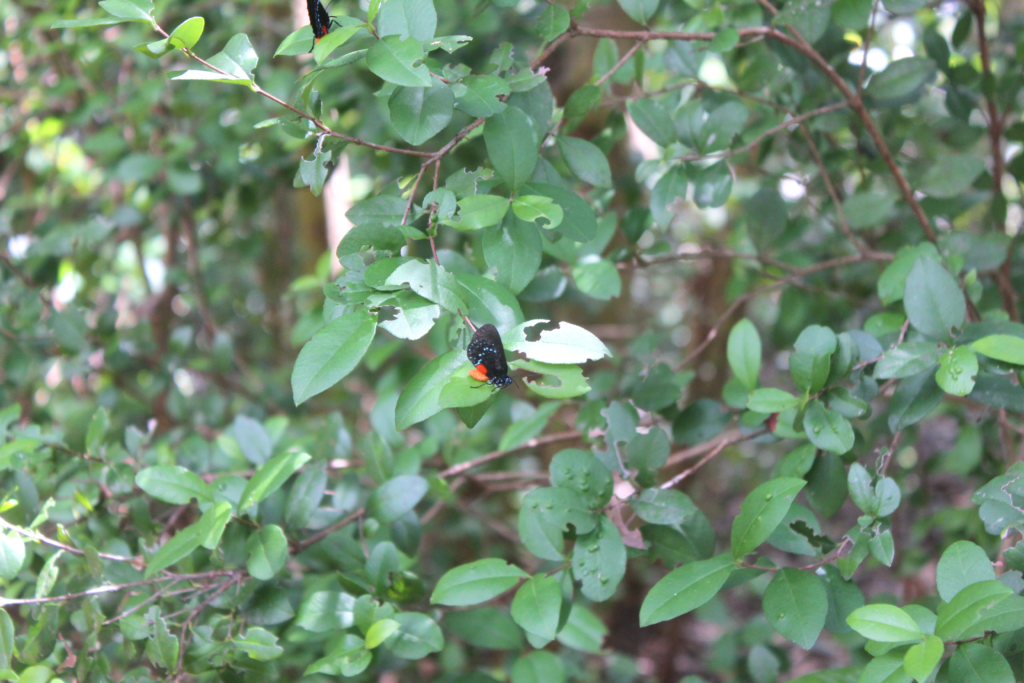 Image shows two butterflies in Heathcote's butterfly garden