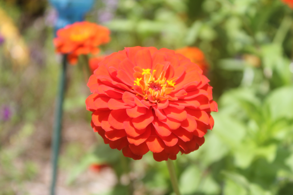 Close up of orange Zinnia Elegans in Heathcote Botanical Gardens