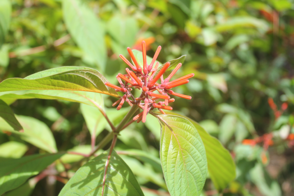 Orange Hamelia patens flowers
