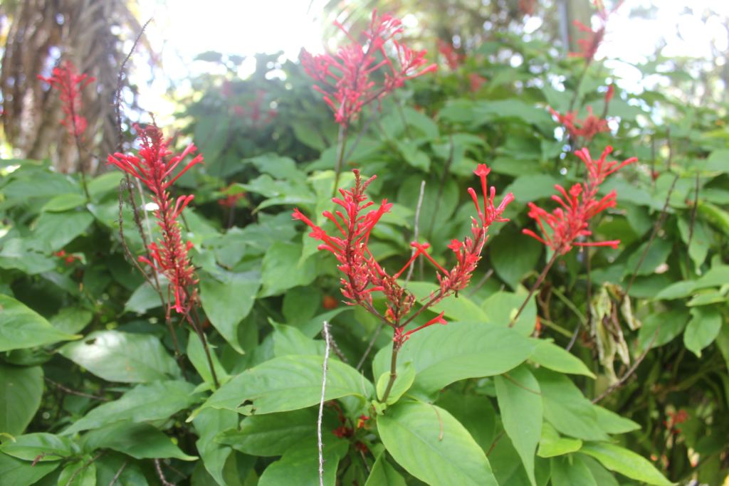 Red Odontonema Tubaeforme flowers