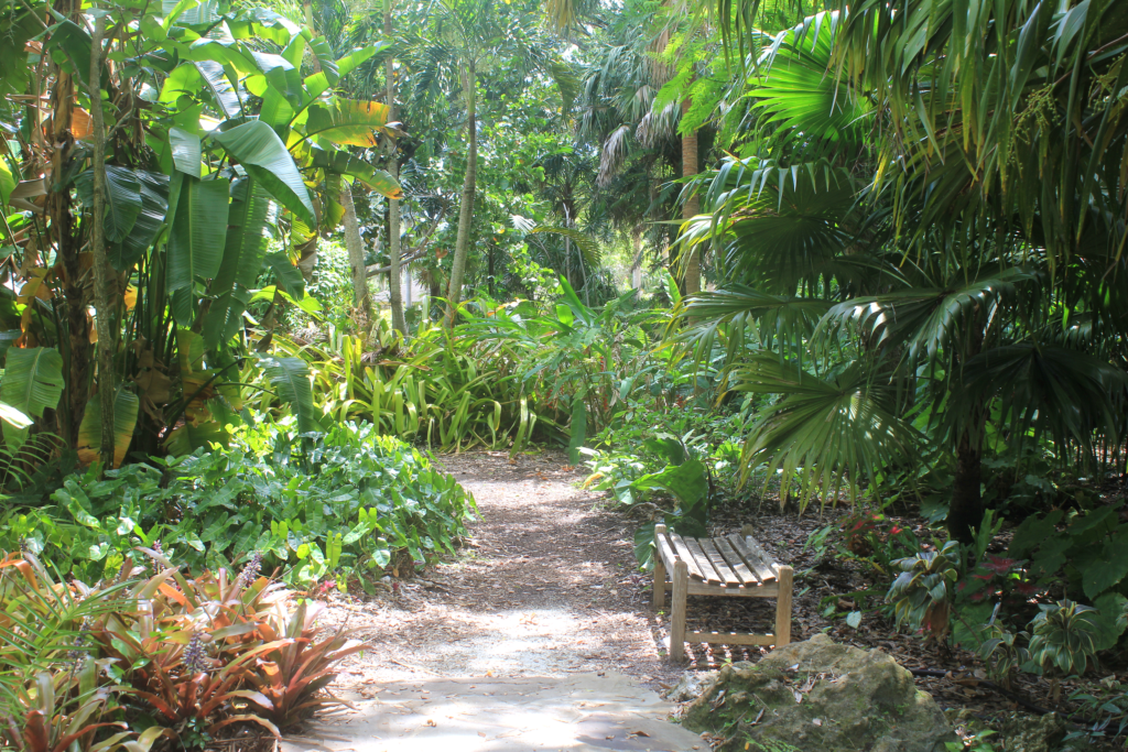 During Heathcote's public hours, visitors can explore this beautiful rainforest trail surrounded by large ferns and palm trees with a shaded bench on the right.