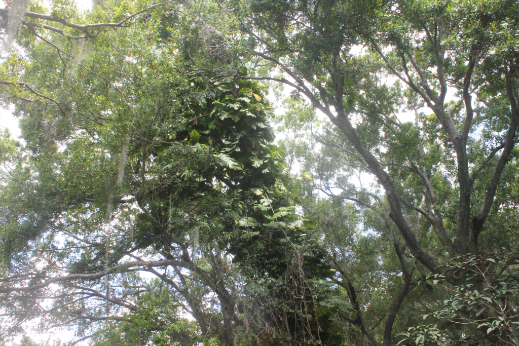 Tree tops in the garden.